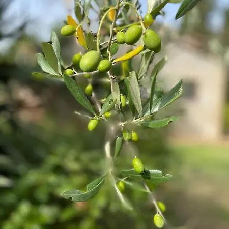 Villa Tuscan Countryside Paradise With Pool